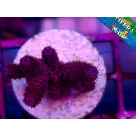 MILLEPORA RED