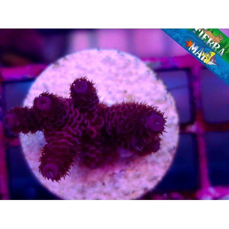 MILLEPORA RED
