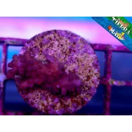 ACROPORA SP