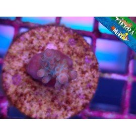 ACROPORA SP