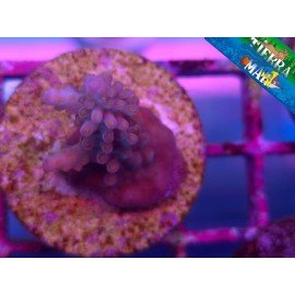 ACROPORA SP
