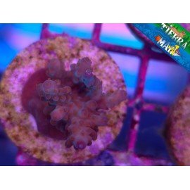 ACROPORA SP