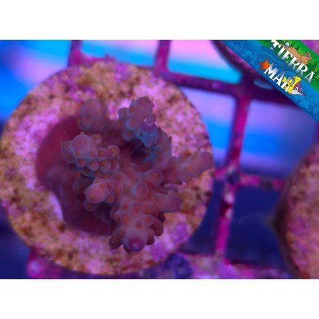 ACROPORA SP