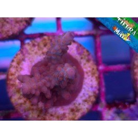 ACROPORA SP