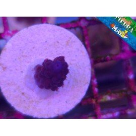 GOMEZI BLUE ACRO