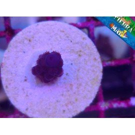 GOMEZI BLUE ACRO