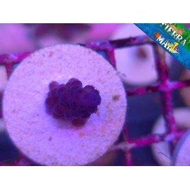GOMEZI BLUE ACRO