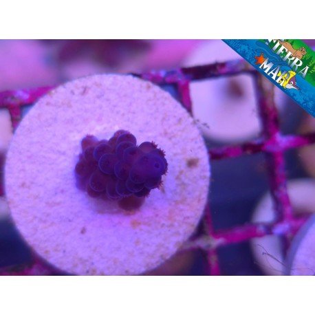 GOMEZI BLUE ACRO