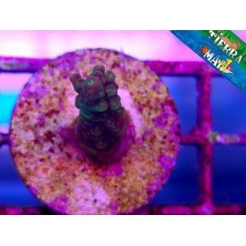 ACROPORA SP