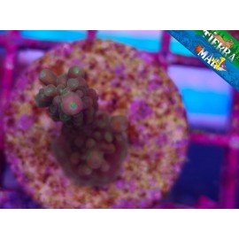 ACROPORA SP