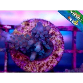 GRANULOSA BLUESKY