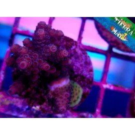 MILLEPORA ULTRA