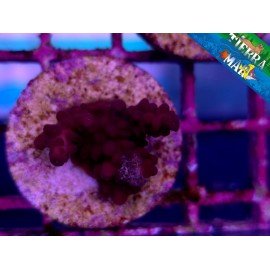ACROPORA AQUACULTURE