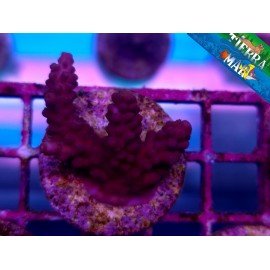 ACROPORA AQUACULTURE