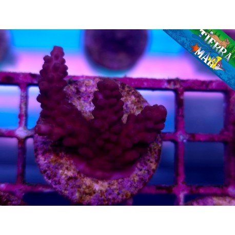 ACROPORA AQUACULTURE