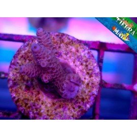 MILLEPORA SP