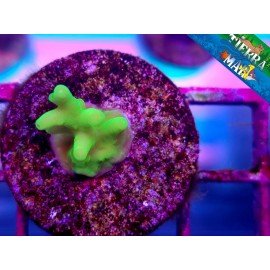 GOBLIN ACRO