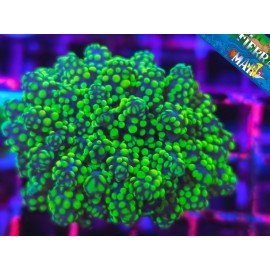 EUPHYLLIA PARADIVISA ULTRA