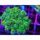 EUPHYLLIA PARADIVISA ULTRA
