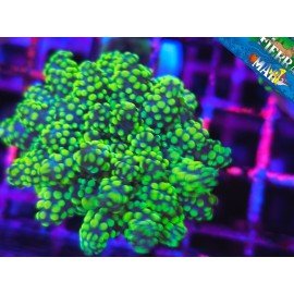 EUPHYLLIA PARADIVISA ULTRA