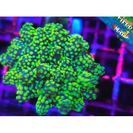 EUPHYLLIA PARADIVISA ULTRA