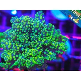 EUPHYLLIA PARADIVISA ULTRA