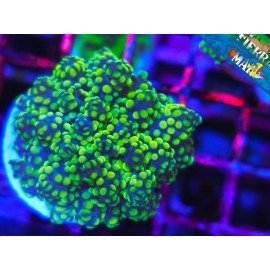 EUPHYLLIA PARADIVISA ULTRA