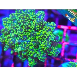 EUPHYLLIA PARADIVISA ULTRA