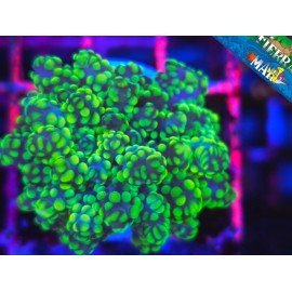 EUPHYLLIA PARADIVISA ULTRA