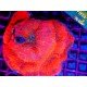 AUSTRALOMUSSA ROWLEYENSIS ULTRA RED XXL 