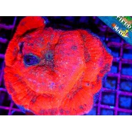 AUSTRALOMUSSA ROWLEYENSIS ULTRA RED XXL 