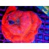 AUSTRALOMUSSA ROWLEYENSIS ULTRA RED XXL 