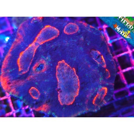 AUTRALOMUSSA ROWLEYENSIS XL
