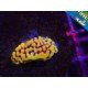 WWW FLAMING PHOENIX MONTIPORA