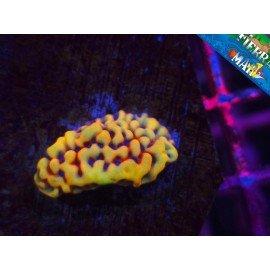 WWW FLAMING PHOENIX MONTIPORA