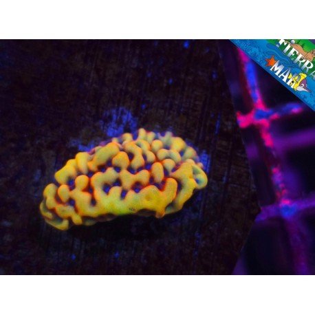 WWW FLAMING PHOENIX MONTIPORA