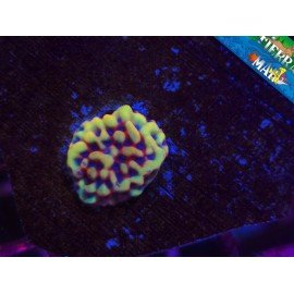 WWW FLAMING PHOENIX MONTIPORA
