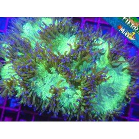 CATHALAPHYLLIA JARDINEY SUPER ULTRA XXL