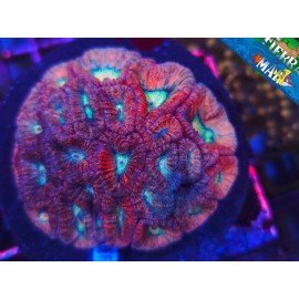FLOWER WORLD FAVIA XL
