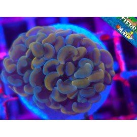 GOLD PARANCORA
