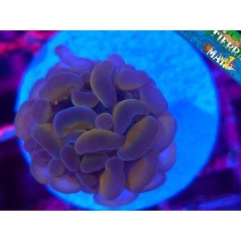 WWC GALAXY PARANCORA