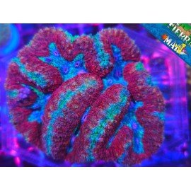 SYMPHILLIA FIRE&ICE XL