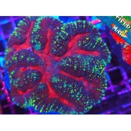 SYMPHYLLIA RAINBOW XL