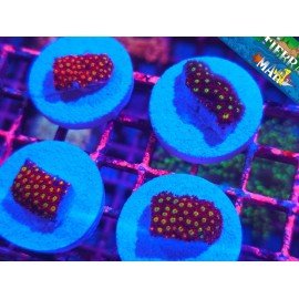 RASPBERRY LIMEADE GONIOPORA FRAG (UNIDADES LIMITADAS)