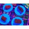 RASPBERRY LIMEADE GONIOPORA FRAG (UNIDADES LIMITADAS)