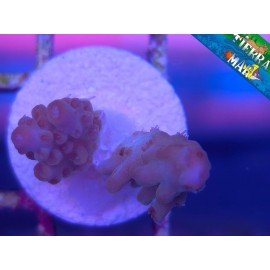 MICROCLADOS ACRO