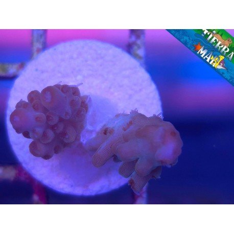MICROCLADOS ACRO