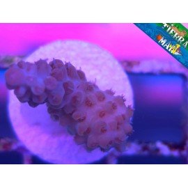 MICROCLADOS ACRO