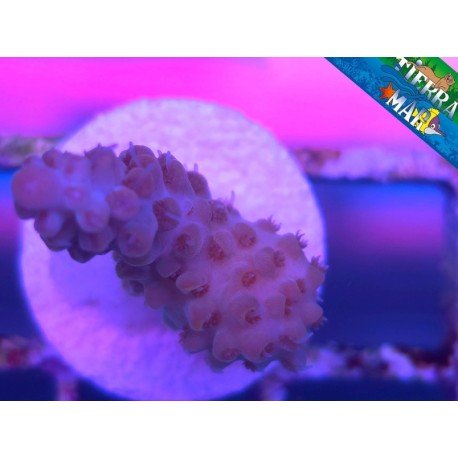 MICROCLADOS ACRO
