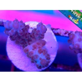 MICROCLADOS ACRO